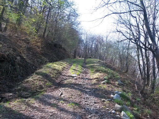 Un susseguirsi di salite, boschi, slarghi, prati erbosi e ruscelli. Questo è trekking!