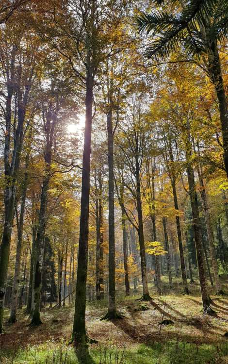 Foresta del Cansiglio