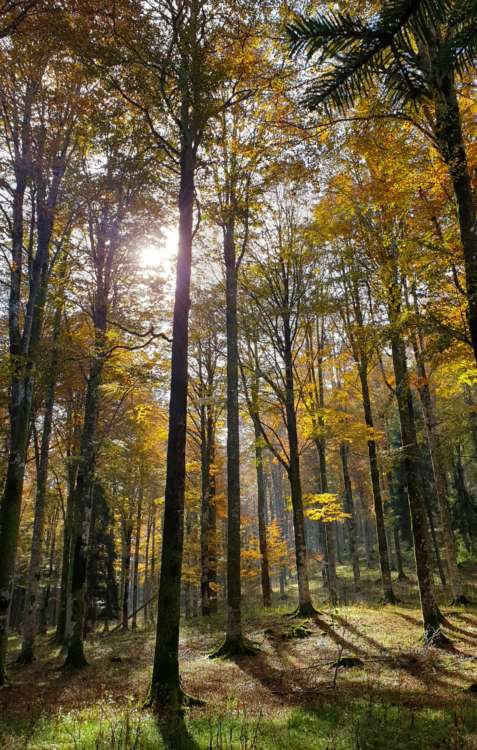 foresta del Cansiglio