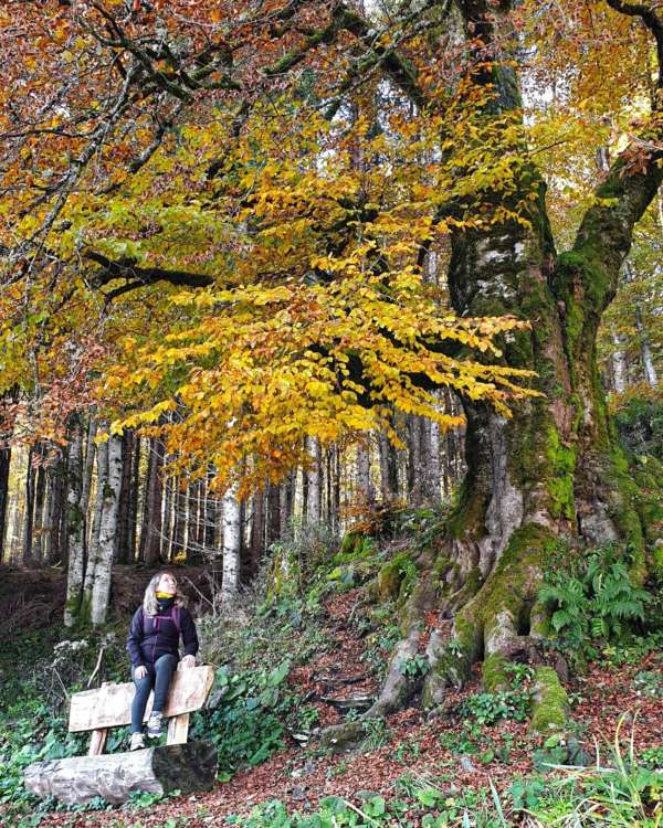 foresta del Cansiglio